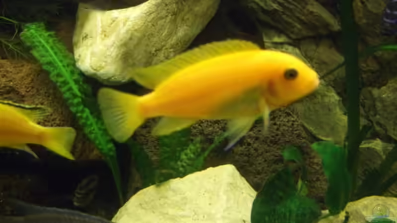 Maylandia Estherea red/red Weibchen von Esslinger (24)