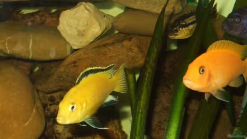 Maylandia estherea red und Labidochromis yellow von Esslinger (35)