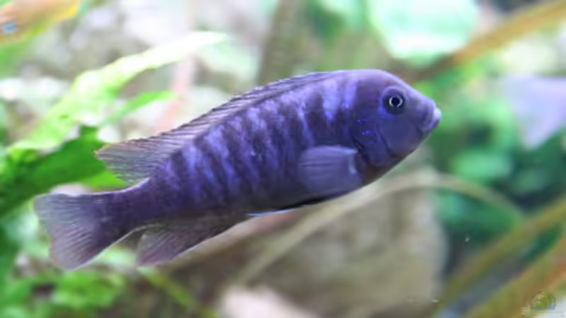 Maylandia esthrae (Weibchen,ja eine Laune der Natur)  von Demasoni Fan (22)