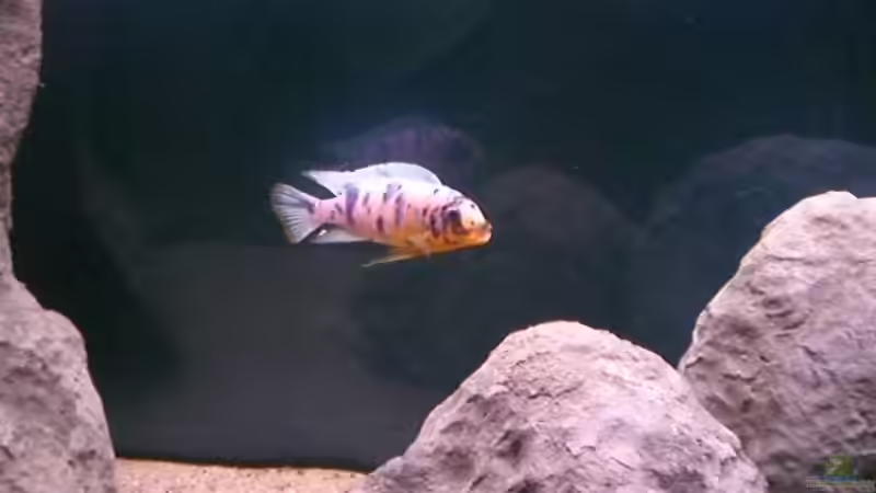 Maylandia fainzilberi - M von Aqua-Dirk (15)