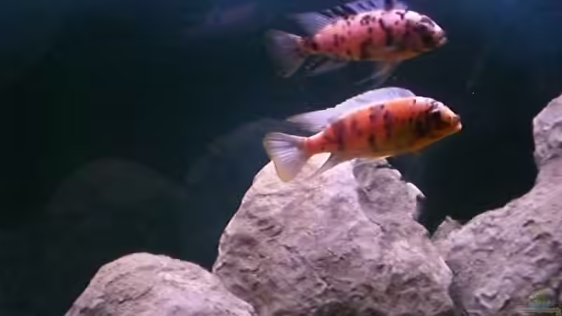 Maylandia fainzilberi - vorne M - hinten W von Aqua-Dirk (13)