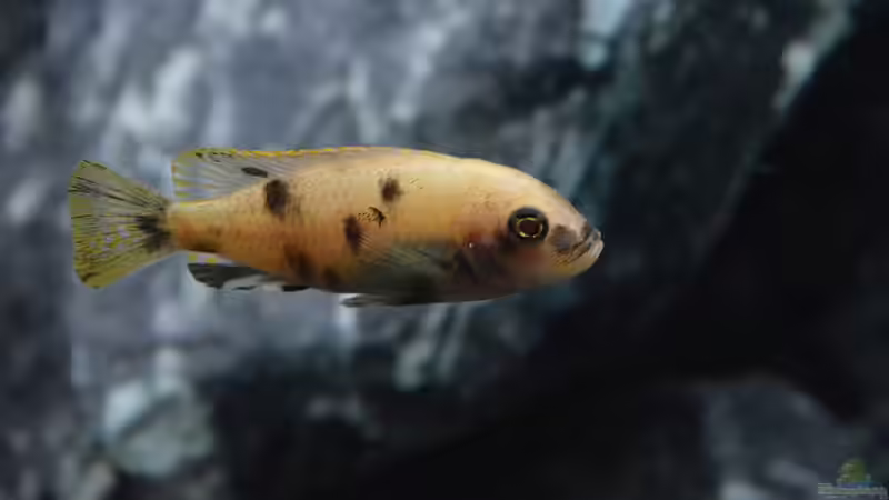 Maylandia fainzilberi londo OB Weibchen von DaKo77 (45)