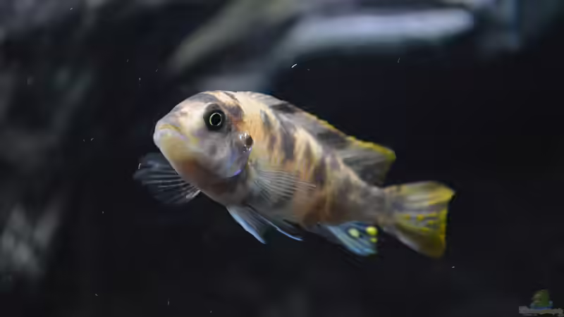 Einrichtungsbeispiele mit Metriaclima fainzilberi