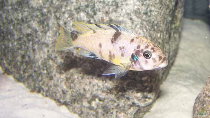 Maylandia fainzilberi makonde OB-Morph Weibchen von Maik83 (42)