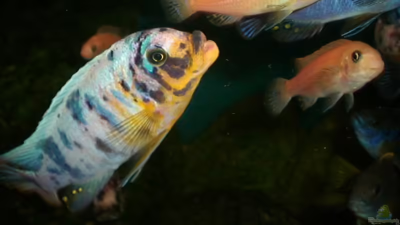 Einrichtungsbeispiele mit Metriaclima fainzilberi