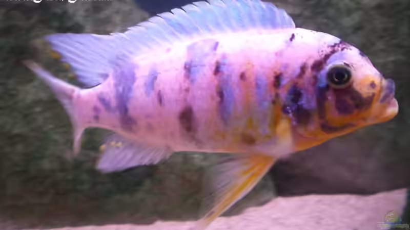 Maylandia fainzilberi OB - Männchen von Dirk Friebe (13)