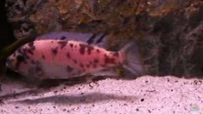 Maylandia fainzilberi OB - Weibchen von Dirk Friebe (14)