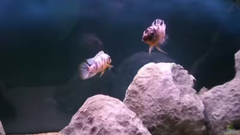 Maylandia fainzilberi von Aqua-Dirk (14)