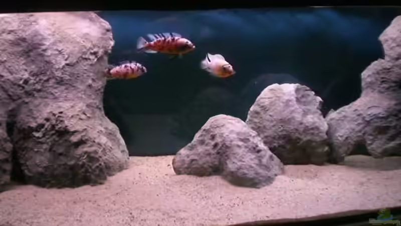 Maylandia fainzilberi von Aqua-Dirk (16)