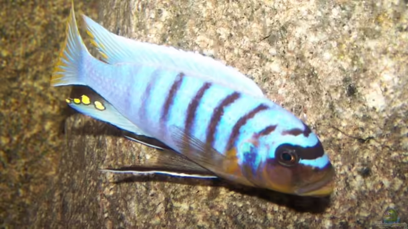 Maylandia fainzilberi yellow chin nkanda Männchen von Maik83 (10)