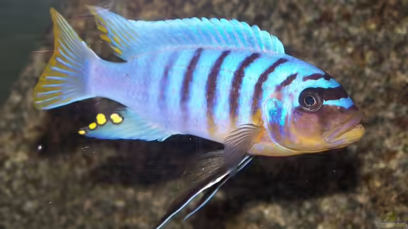 Maylandia fainzilberi yellow chin nkanda Männchen von Maik83 (48)