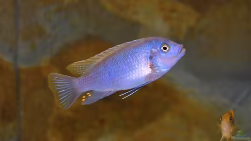 Maylandia greshake dominant male von Angelundercover (3)