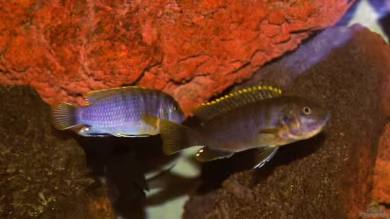 Maylandia greshake female, dominant male in the back von Angelundercover (4)