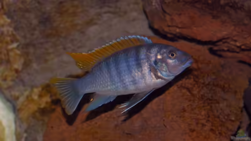 Maylandia greshake second male von Angelundercover (5)