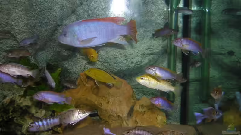 Einrichtungsbeispiele mit Metriaclima greshakei