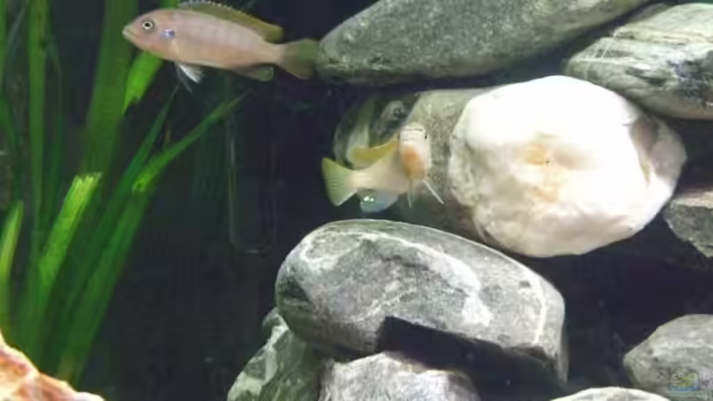 Maylandia greshakei in Tanzstimmung! von Daniela Birrer (7)