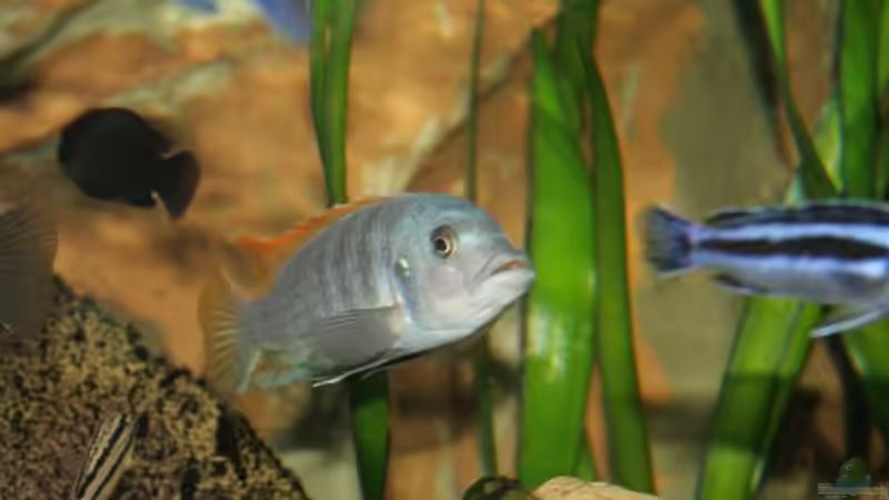 Maylandia greshakei male von Mikey (38)