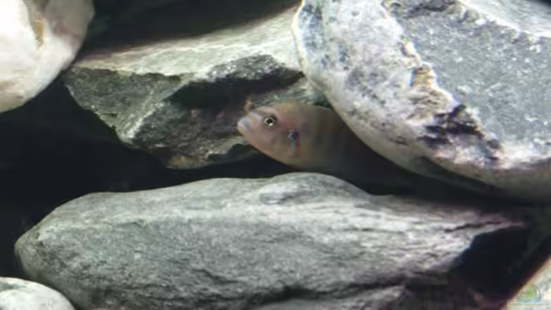 Maylandia greshakei von Daniela Birrer (6)