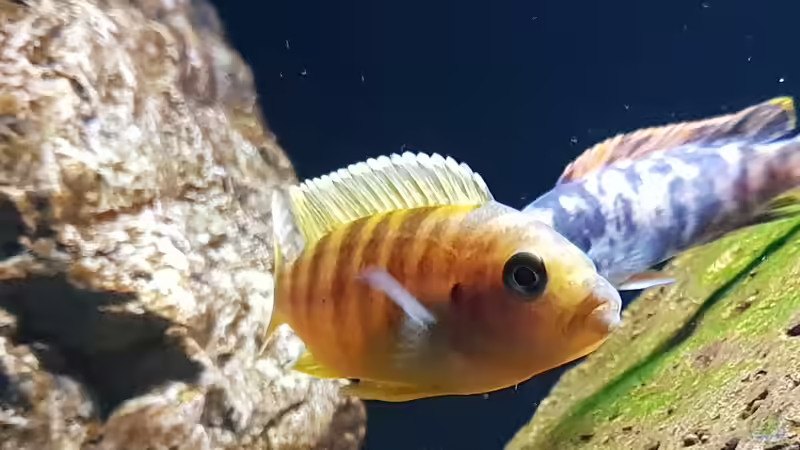 Maylandia Lombardoi  von Mel (40)