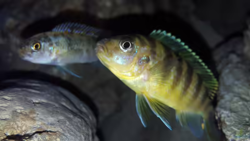 Maylandia Lombardoi Bock und labeotropheus trewavasae Weibchen von Mel (57)