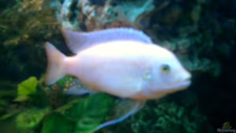 Maylandia lombardoi ´orange´ von Bene Weinberger (2)