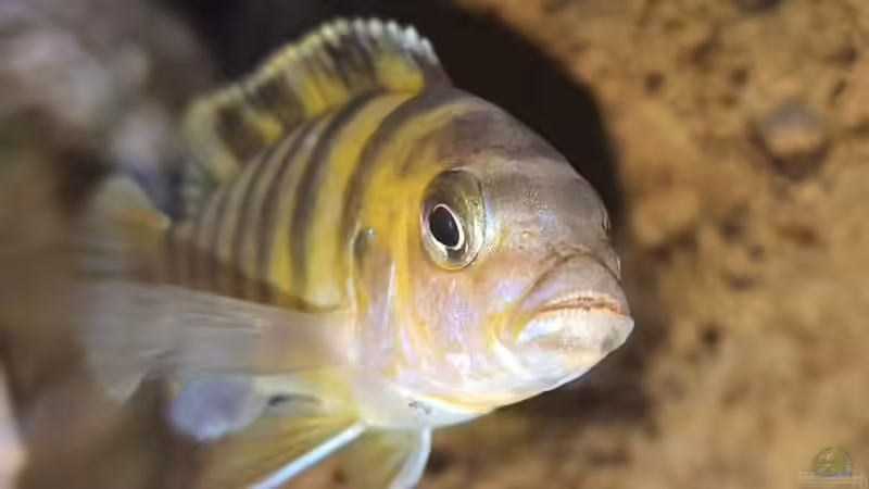 Maylandia lombardoi von Mel (37)