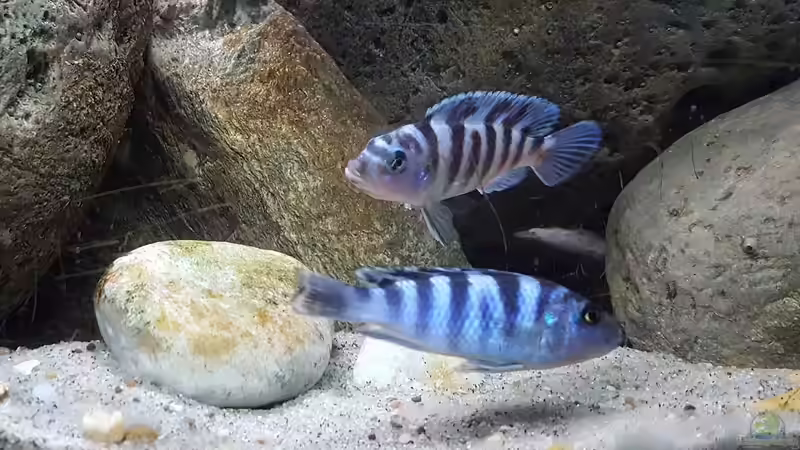 Maylandia Lombardoi von Mel (58)