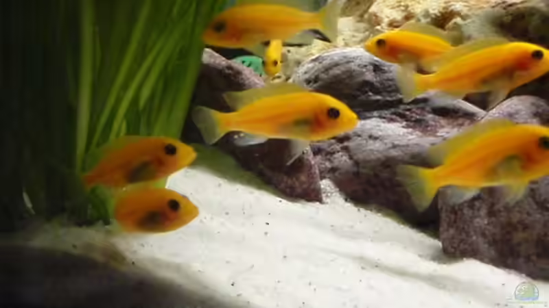 Maylandia/Metrialima estherae red red von MF80 (20)