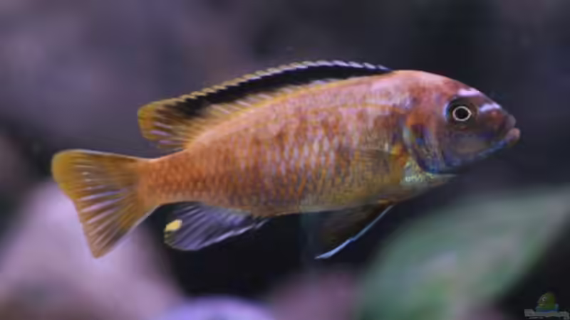 Maylandia Msobo beim umfärben 07.01.09 von Nina Hutter (22)