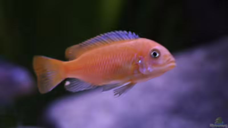 Maylandia Msobo beim umfärben 07.12.08 von Nina Hutter (21)