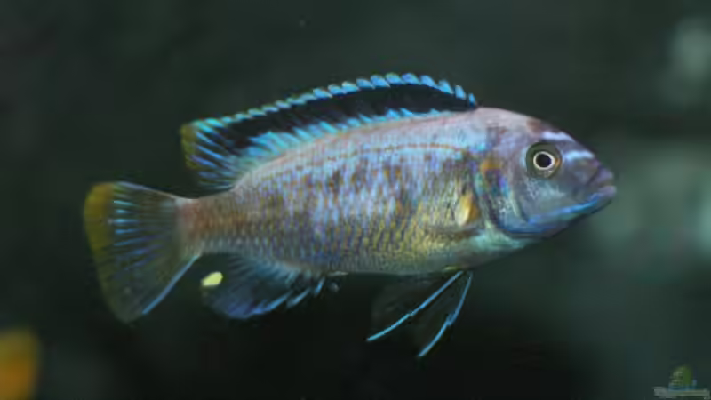 Maylandia Msobo beim umfärben 21.01.09 von Nina Hutter (23)