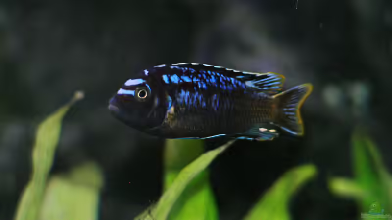 Maylandia Msobo Magunga, m von Nina Hutter (34)