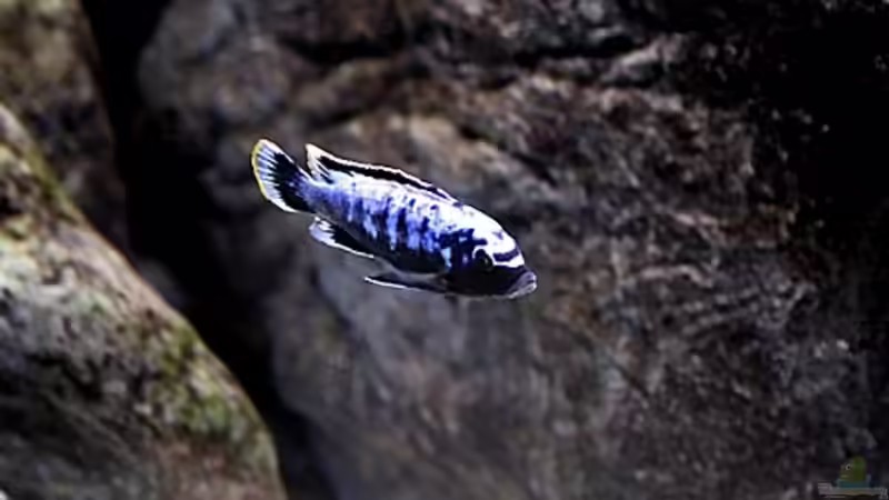 Maylandia Msobo Magunga M von Nivus (9)