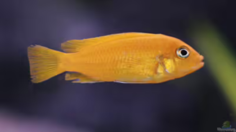 Maylandia Msobo Magunga von Nina Hutter (18)