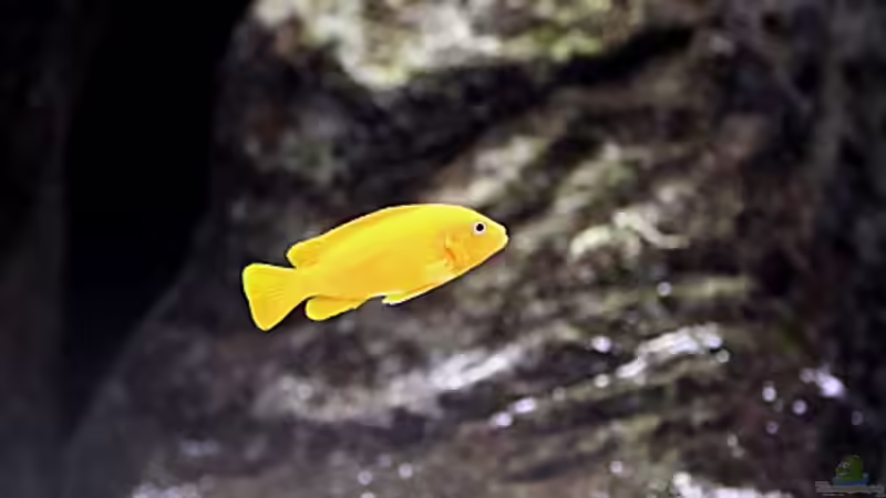 Maylandia Msobo Magunga W von Nivus (8)