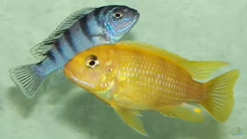 Maylandia oder Metriaclima: Was ist der richtige Name der Gattung?