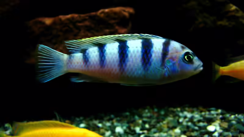 Maylandia oder Metriaclima: Was ist der richtige Name der Gattung?