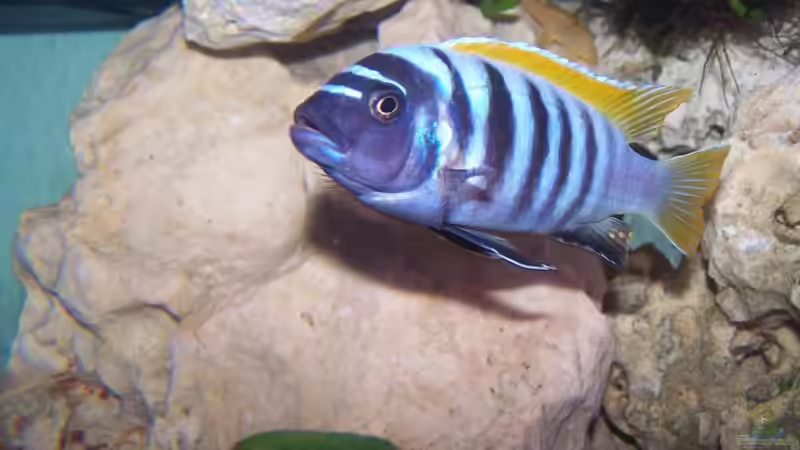 Maylandia pyrsonotos (zebra red top) eccles reef Männchen von Maik83 (28)