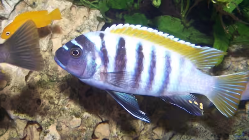 Maylandia pyrsonotos (zebra red top) eccles reef Männchen von Maik83 (29)