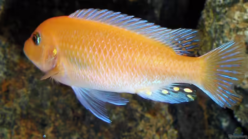 Maylandia red red von Krzysztof Kowalski (4)