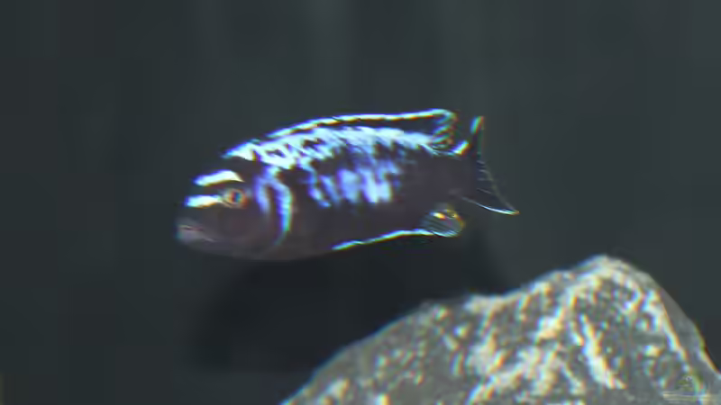 Maylandia sp. ´Msobo´ Magunga F1 Männchen  von SvenV.90 (17)