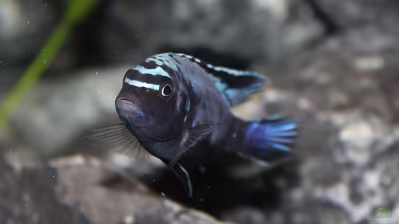 Maylandia sp. ´Msobo´ Magunga F1 male von SvenV.90 (14)