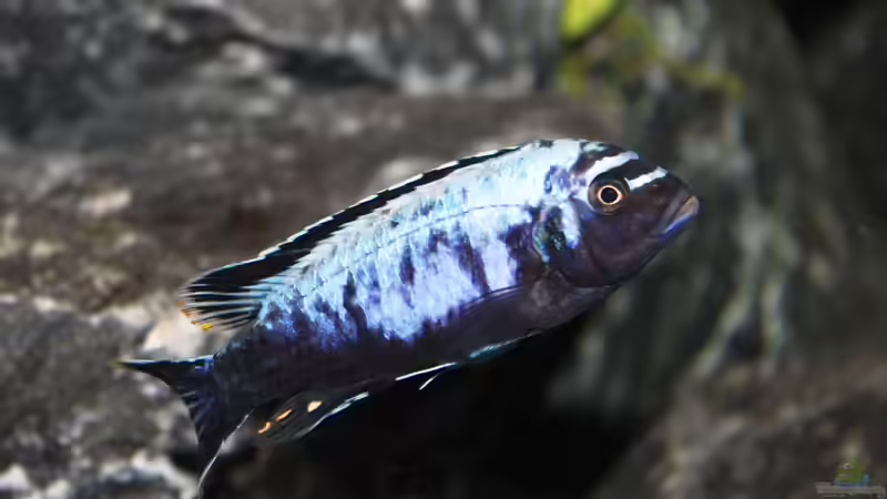 Maylandia sp. ´Msobo´ Magunga F1 male von SvenV.90 (15)