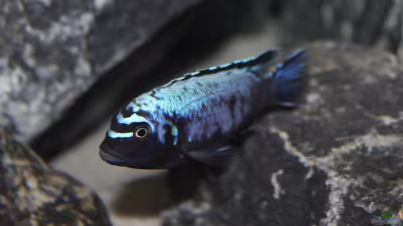 Maylandia sp. ´Msobo´ Magunga F1 male von SvenV.90 (16)