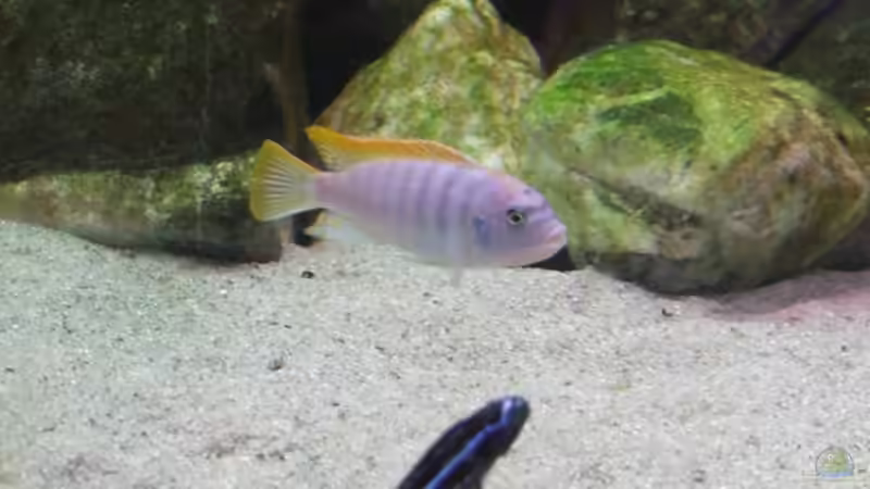 Maylandia und Melanochromis von Daniela Birrer (8)