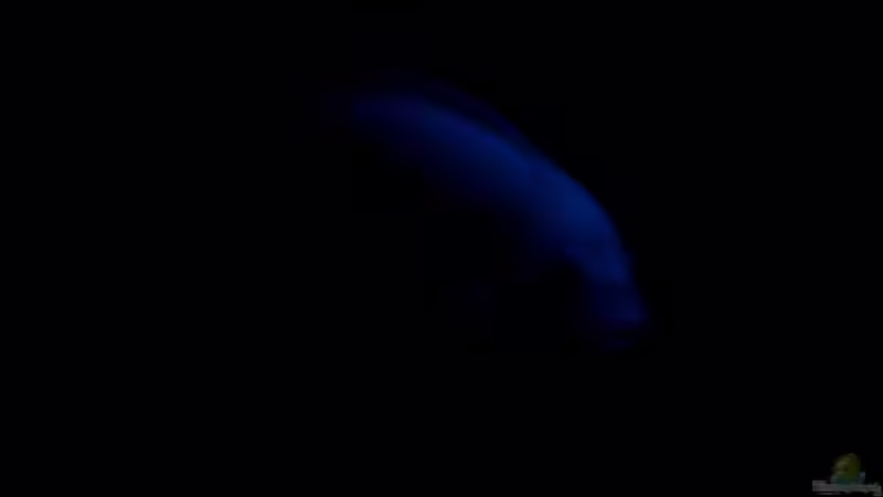 Maylandia unter Mondlicht von Bene Weinberger (4)