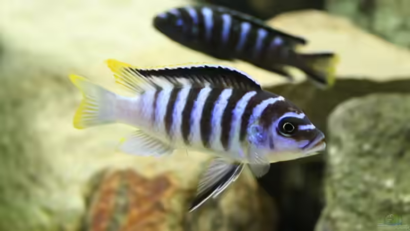 Maylandia zebra chilumba luwino reef  (m) von fabsi (4)