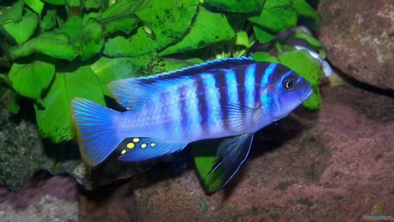 Maylandia zebra chilumba luwino reef Männchen von Maik83 (11)