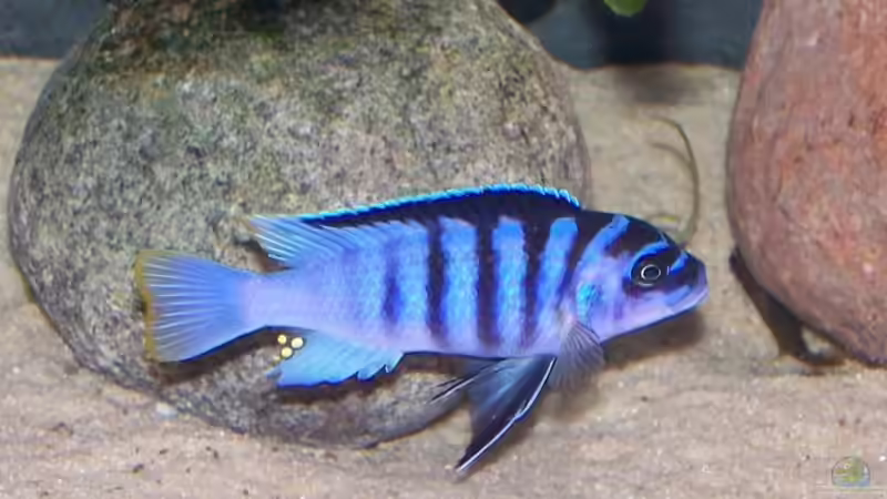 Maylandia zebra chilumba luwino reef Männchen von Maik83 (3)