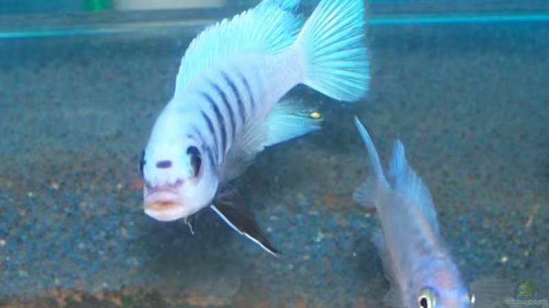 Maylandia zebra chilumba maisoni reef Männchen & Weibchen von Maik83 (49)